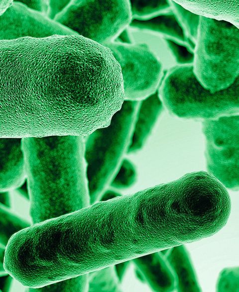 grüne Stäbchenbakterien